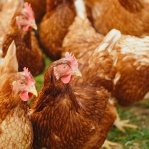 curso-online-bienestar-animal-en-avicultura