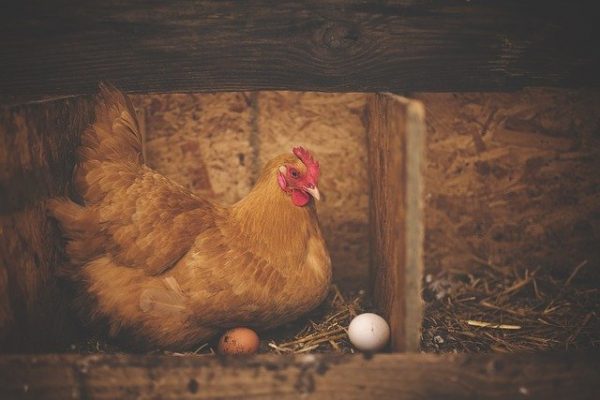 curso-online-proceso-de-fecundacion-y-operaciones-de-recepcion-y-manejo-de-aves-y-huevos