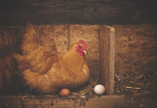 curso-online-proceso-de-fecundacion-y-operaciones-de-recepcion-y-manejo-de-aves-y-huevos