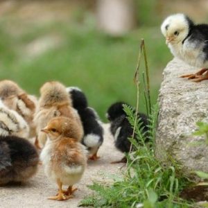 curso-online-produccion-avicola-intensiva
