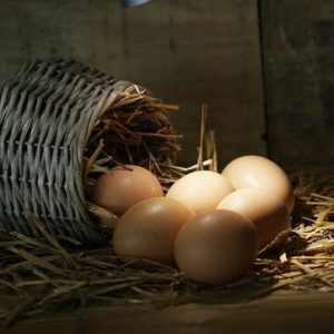 curso-online-produccion-de-aves-para-reproduccion-y-obtencion-de-carnes-y-huevos