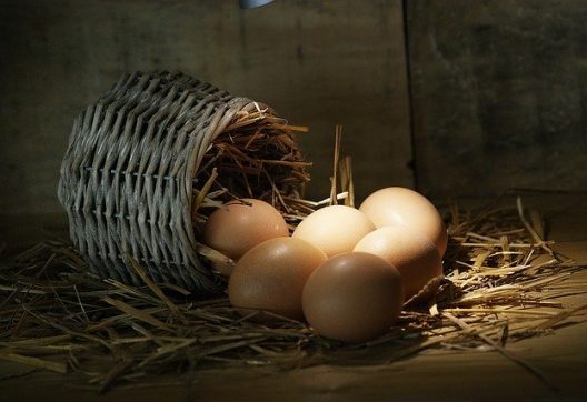 curso-online-produccion-de-aves-para-reproduccion-y-obtencion-de-carnes-y-huevos