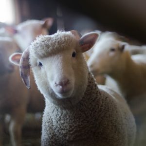 curso-online-curso-practico-de-bienestar-animal-para-ganaderos