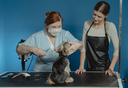 curso-de-tecnico-en-peluqueria-canina-online