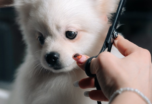 curso-en-profesional-de-estetica-y-peluqueria-canina-y-felina-online
